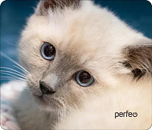 PERFEO (PF_D0659) "Cat" Коврик для компьютерной мыши