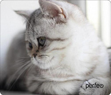 PERFEO (PF_D0650) "Cat"