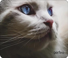 PERFEO (PF_D0669) "Cat" Коврик для компьютерной мыши
