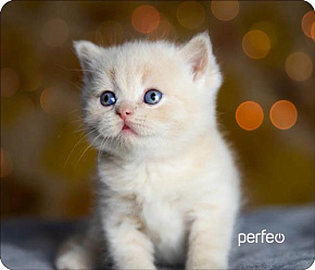 PERFEO (PF_D0658) "Cat" Коврик для мыши