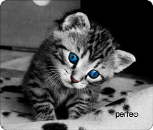PERFEO (PF_D0655) "Cat" Коврик для мыши