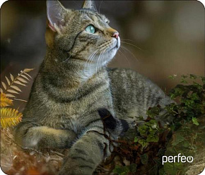 PERFEO (PF_D0671) "Cat" Коврик для компьютерной мыши