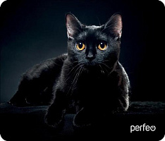 PERFEO (PF_D0665) 