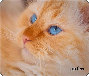 PERFEO (PF_D0667) "Cat" Коврик для мыши
