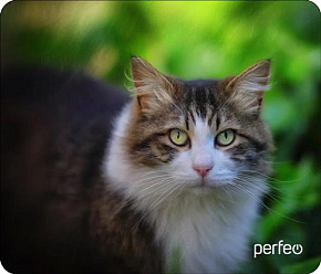 PERFEO (PF_D0668) "Cat" Коврик для компьютерной мыши