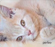 PERFEO (PF_D0641) "Cat" Коврик для мыши