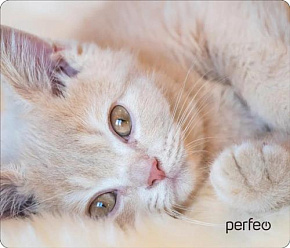 PERFEO (PF_D0641) "Cat" Коврик для мыши