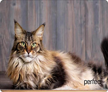 PERFEO (PF_D0642) "Cat"