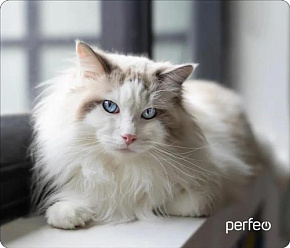 PERFEO (PF_D0690) "Пляж" Коврик для мыши