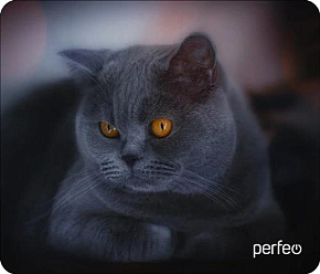 PERFEO (PF_D0672) "Cat" Коврик для компьютерной мыши