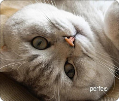 PERFEO (PF_D0654) 