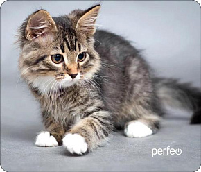 PERFEO (PF_D0661) "Cat" Коврик для компьютерной мыши PERFEO (PF_D0661) "Cat"